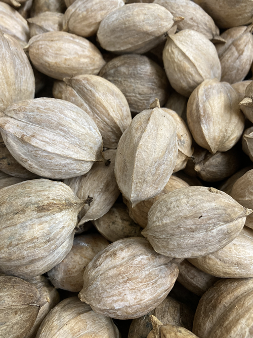 SEED/ Henry Shellbark Hickory (Carya laciniosa)